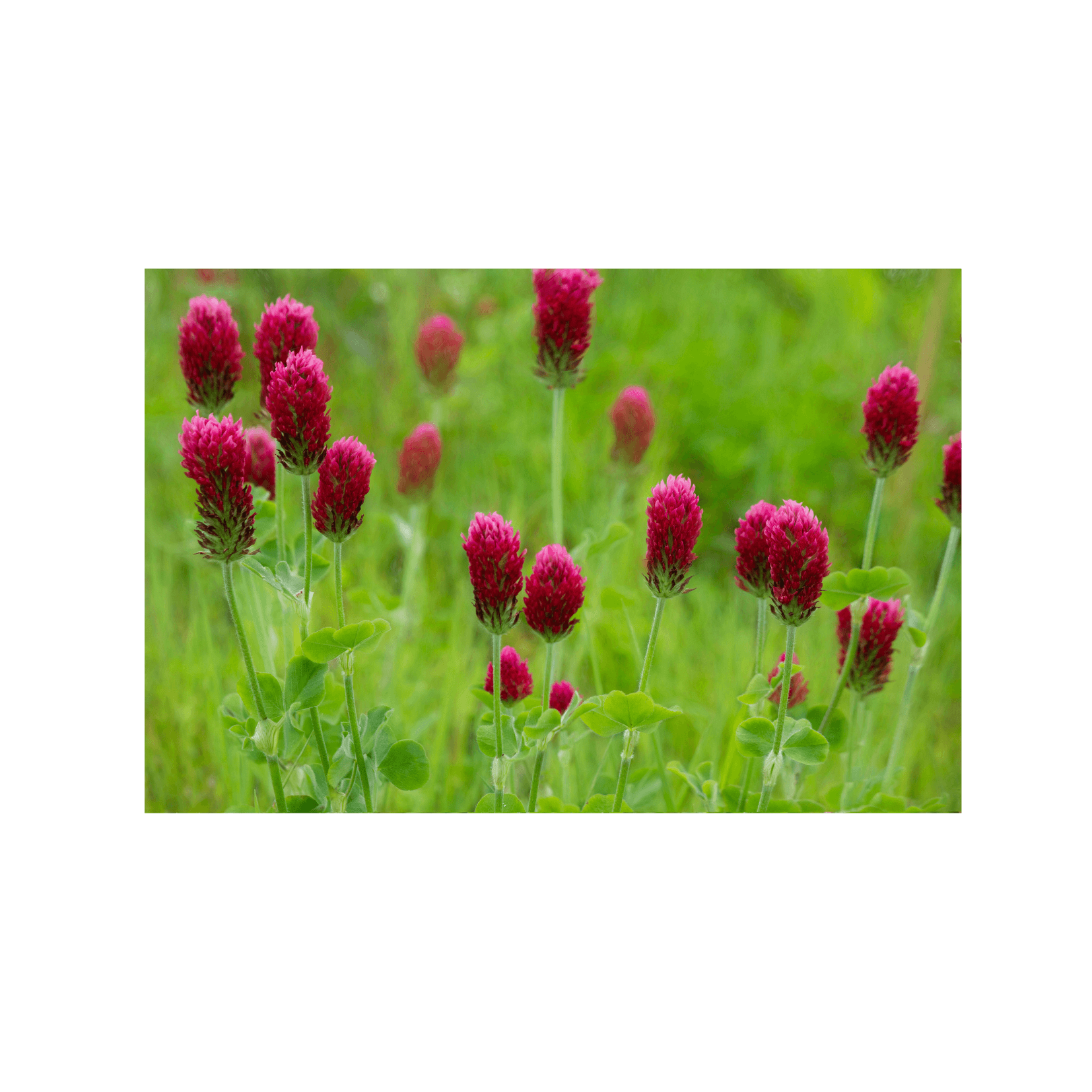 Purpurklee Trifolium incarnatum Photosensibilisator Anwesenheit Furocumarine Furocumarine